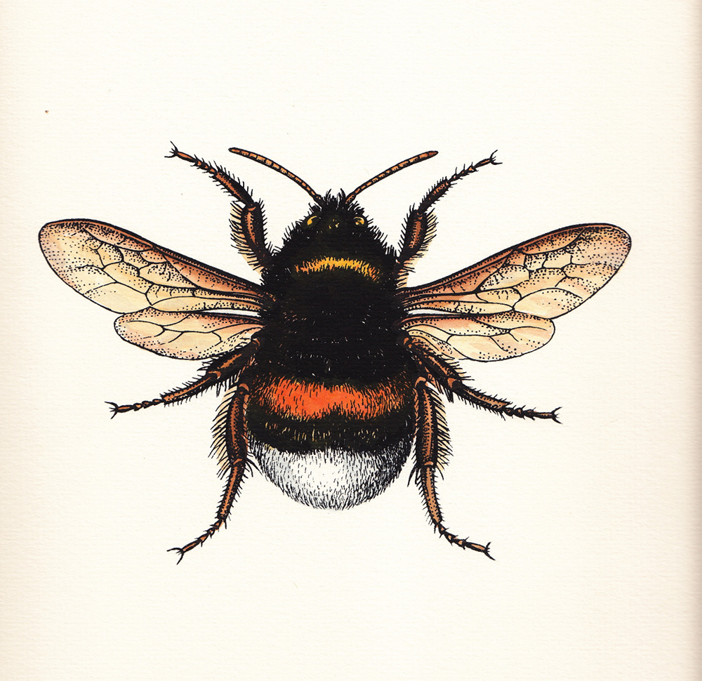 Wendt-Schiller_rw007_erdhummel